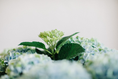 Hausarzt Partenkirchen – Dr. Kainz – Wohlfühlen dank Blumen in der Praxis Hausarzt Partenkirchen - Dr. Kainz - Wohlfühlen dank Blumen in der Praxis
